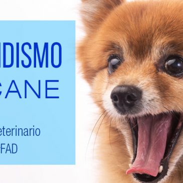 Ipotiroidismo Nel Cane